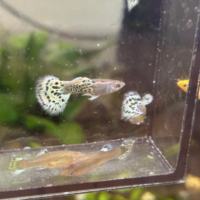 Guppy Fish Yellow Leopard