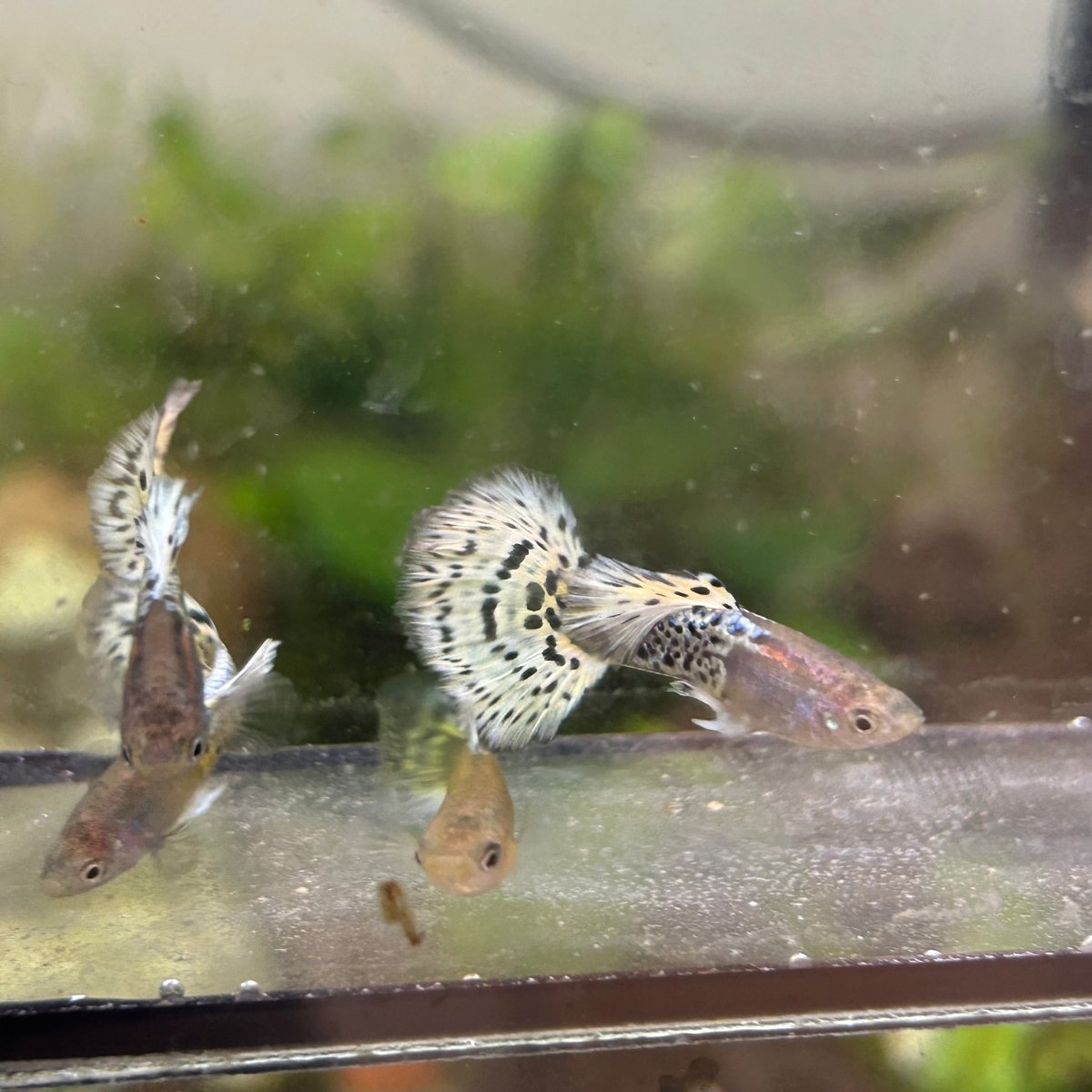 Guppy Fish Yellow Leopard