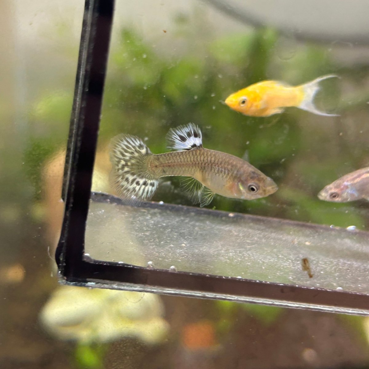 Guppy Fish Yellow Leopard