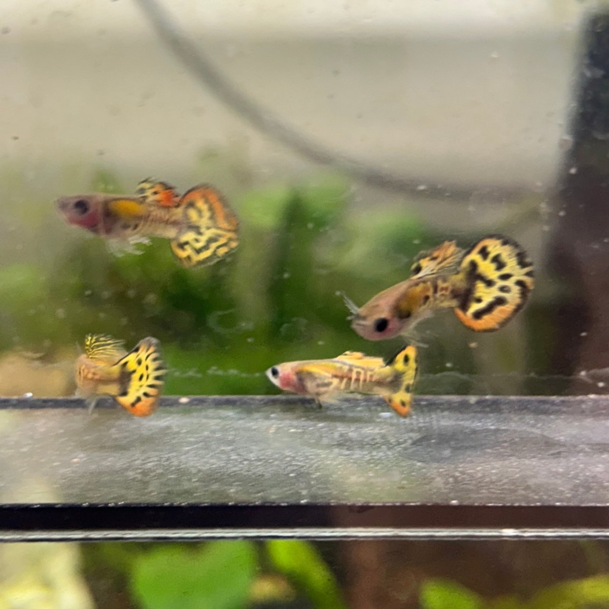Guppy Fish Yellow Tiger Mosaic