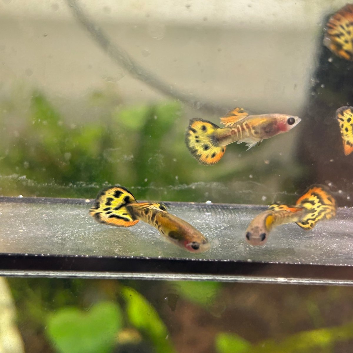 Guppy Fish Yellow Tiger Mosaic