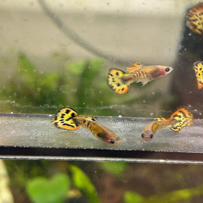 Guppy Fish Yellow Moisac