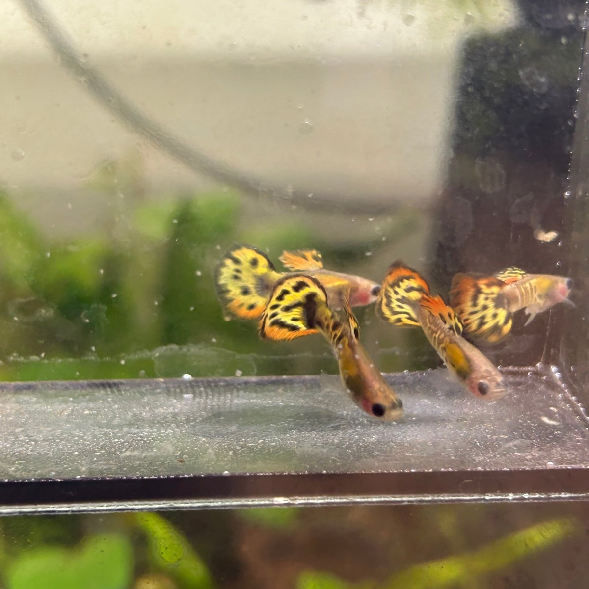 Guppy Fish Yellow Tiger Mosaic