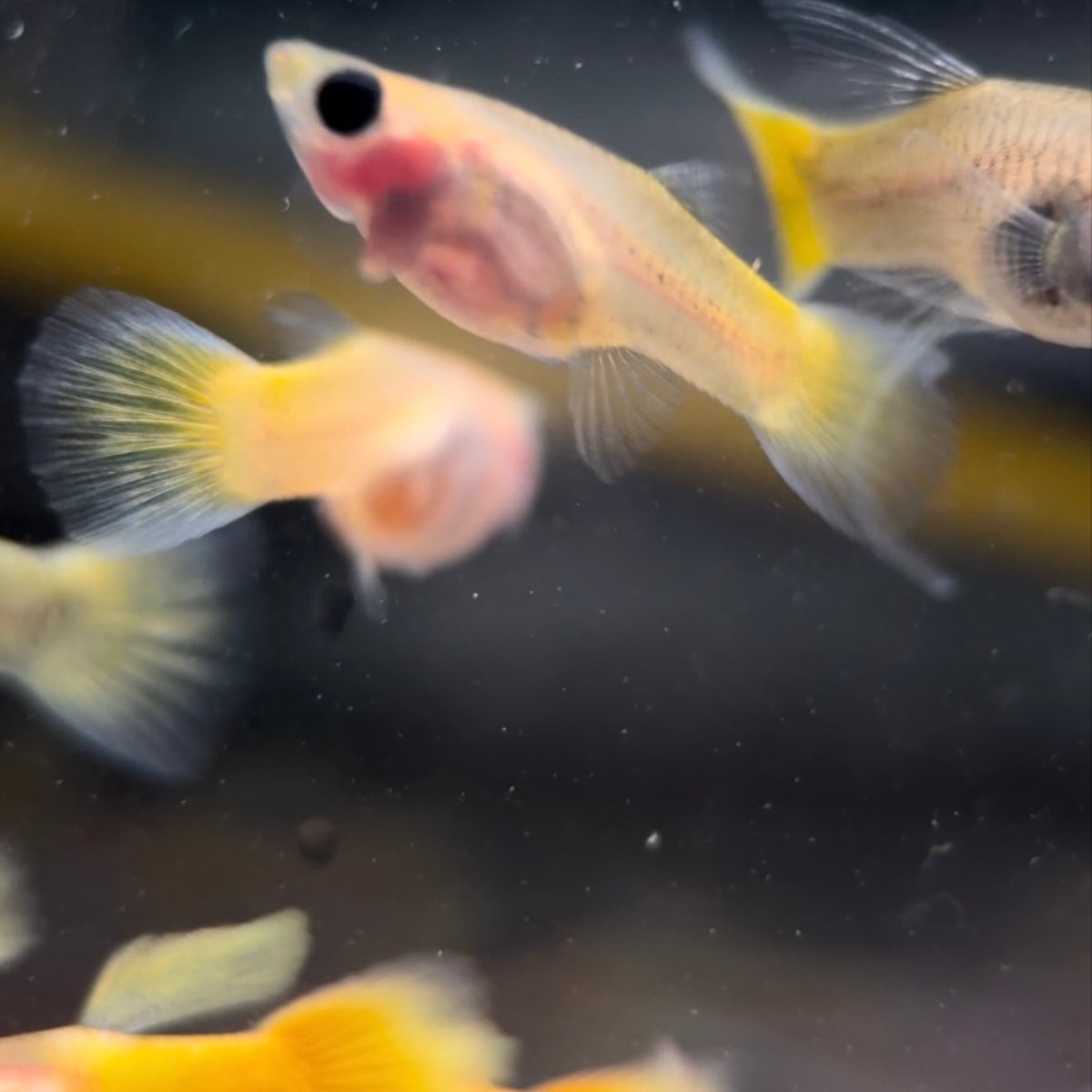 Guppy Fish Yellow Short Glass Belly