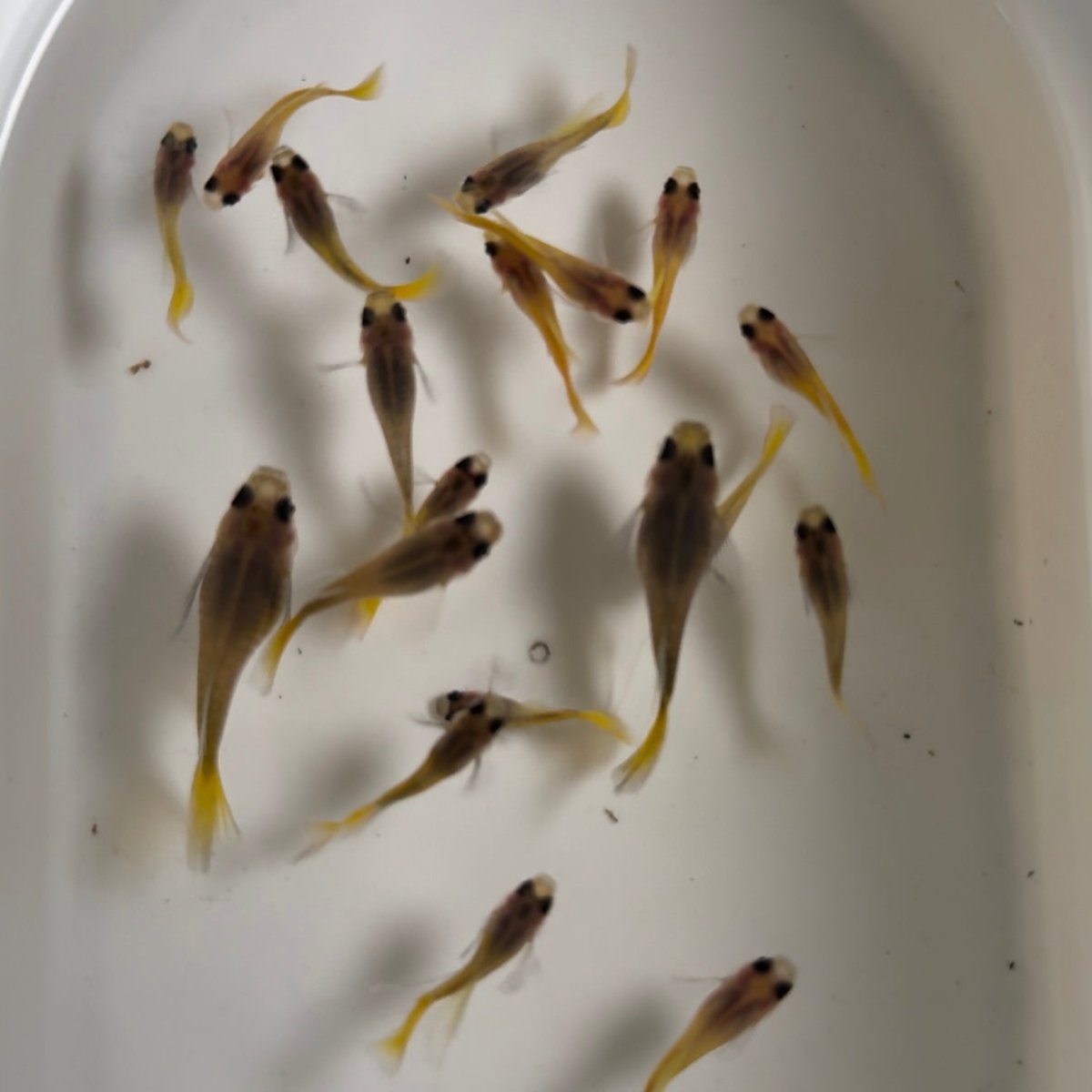 Guppy Fish Yellow Short Glass Belly