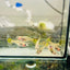 Guppy Fish Yellow Tiger Moisac Live Guppy Fish Female guppy