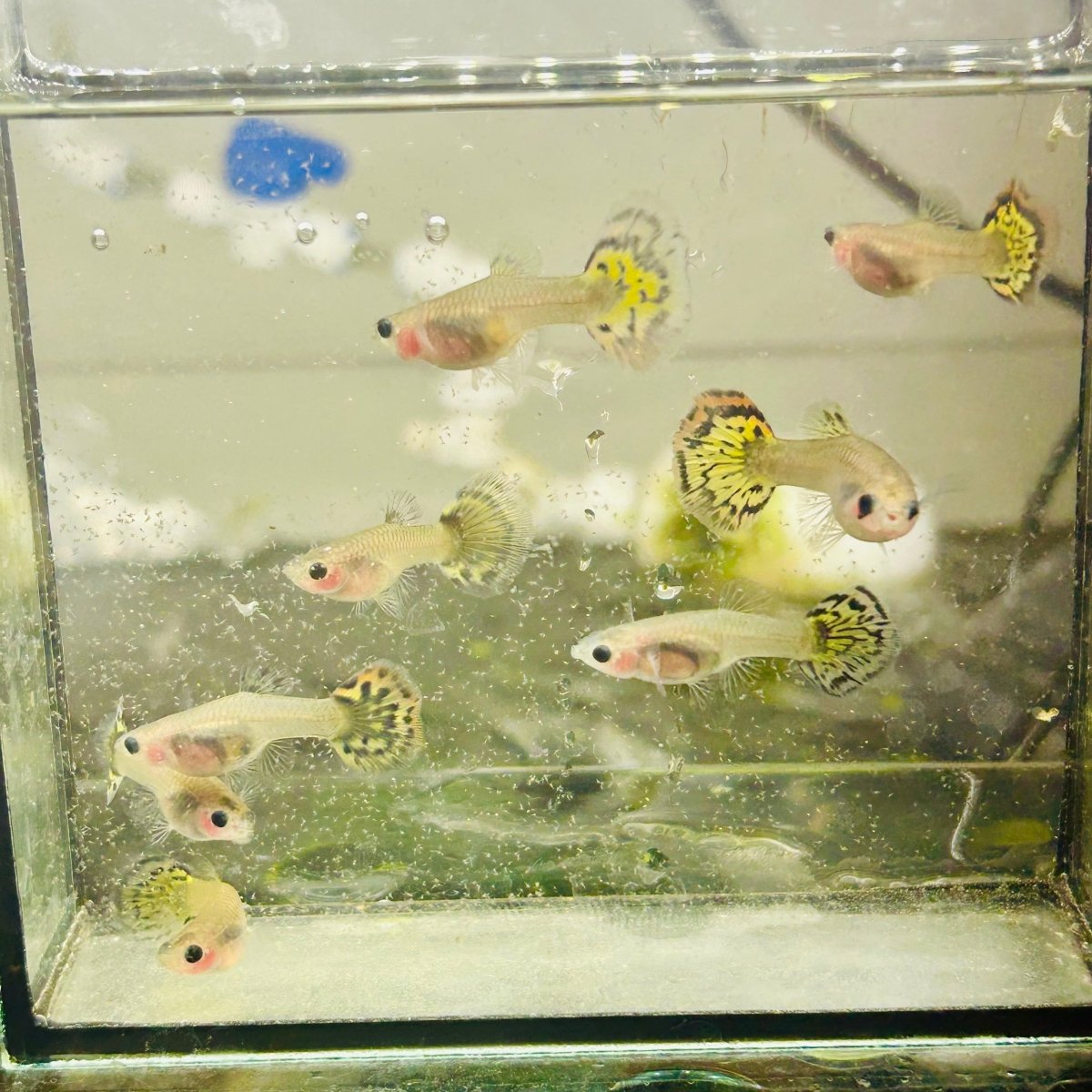 Guppy Fish Yellow Tiger Mosaic