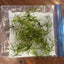 Guppy Grass