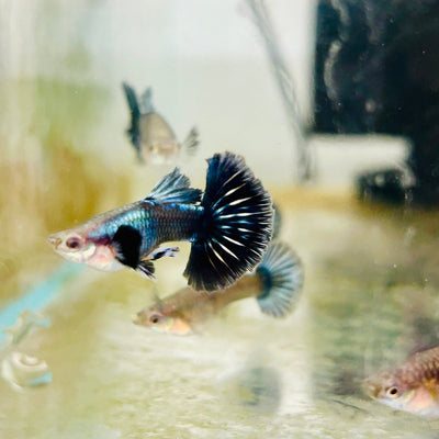 Guppy Purple Dragon Halfmoon