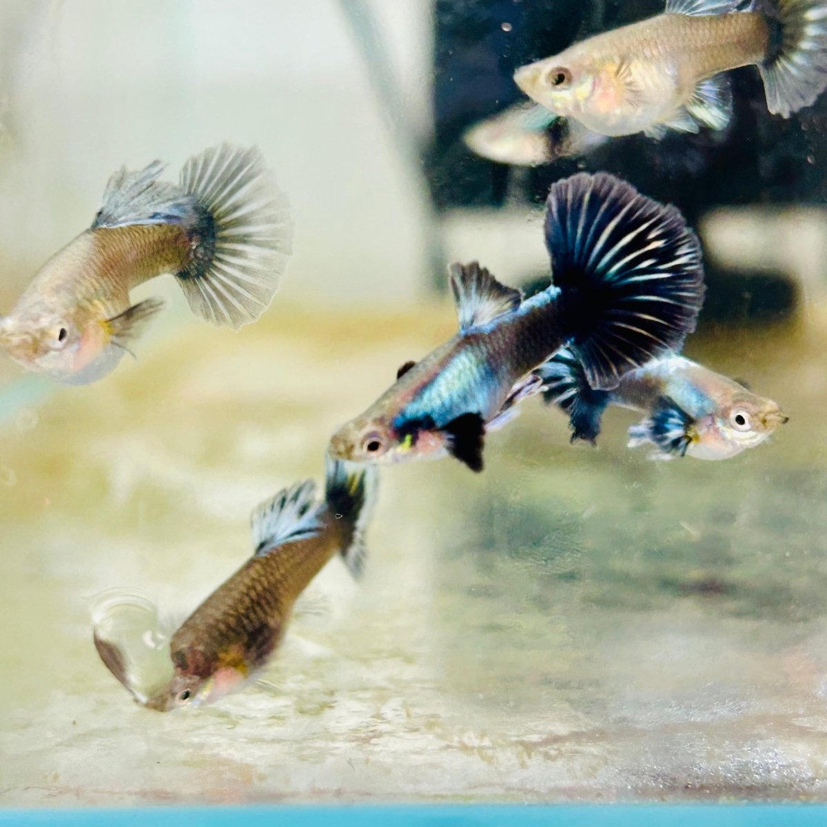 Guppy Fish Purple Dragon Halfmoon