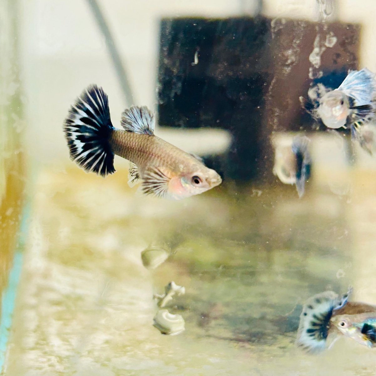 Guppy Fish Purple Dragon Halfmoon