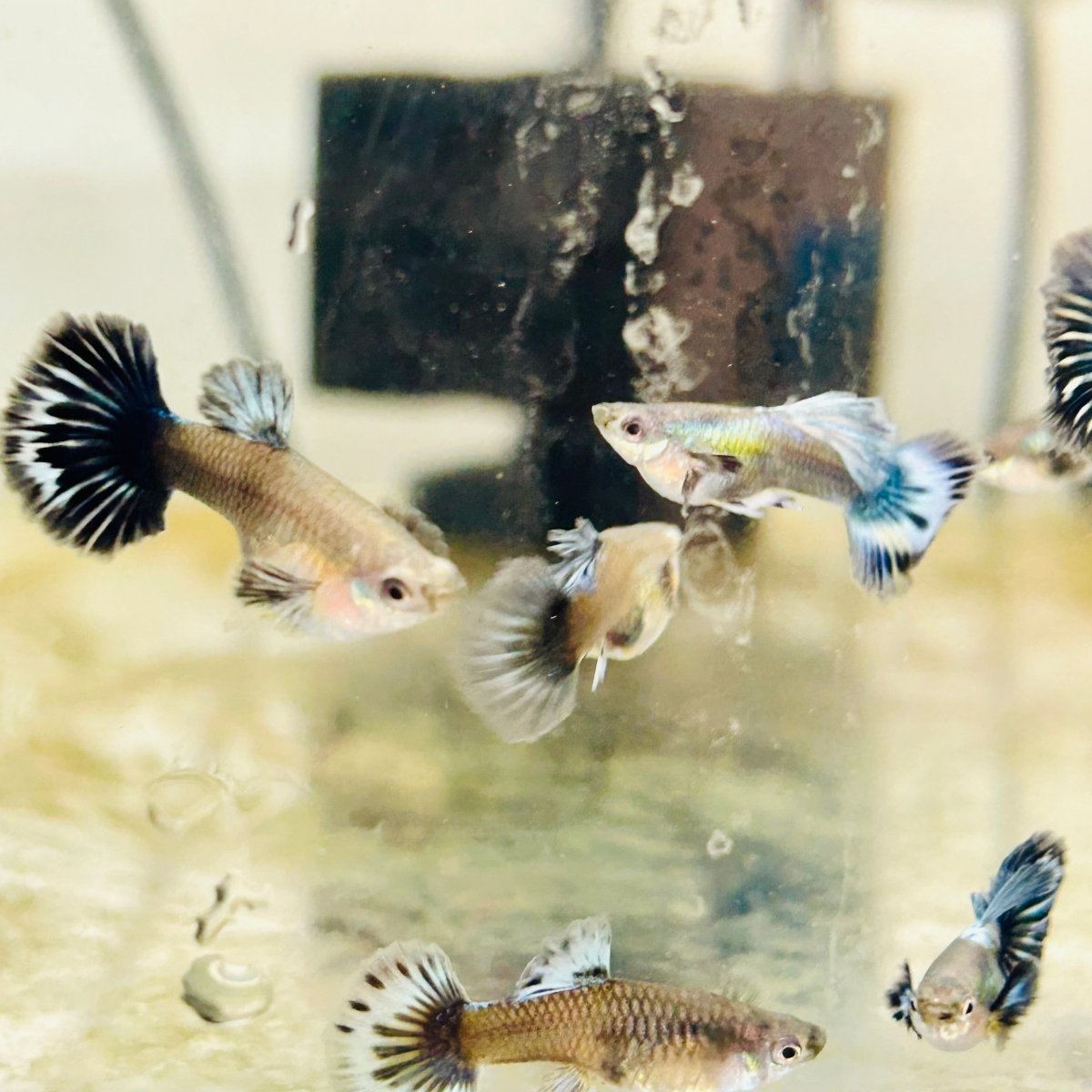 Guppy Fish Purple Dragon Halfmoon