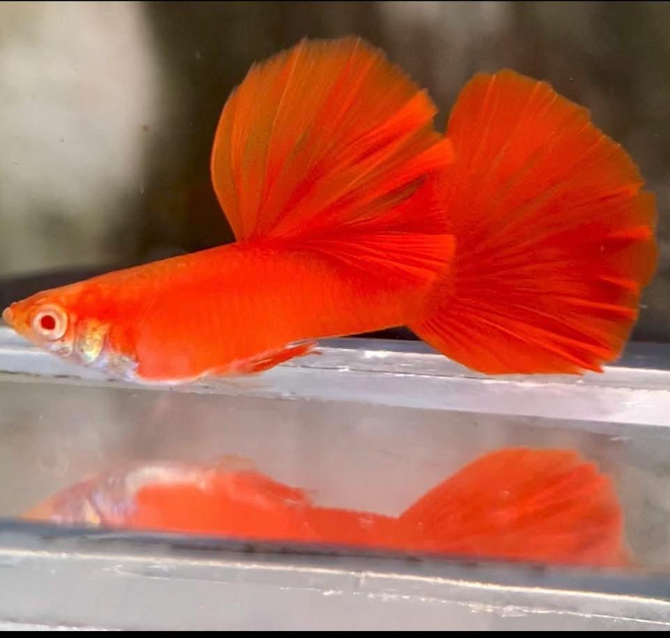 Guppy Super Red BDS