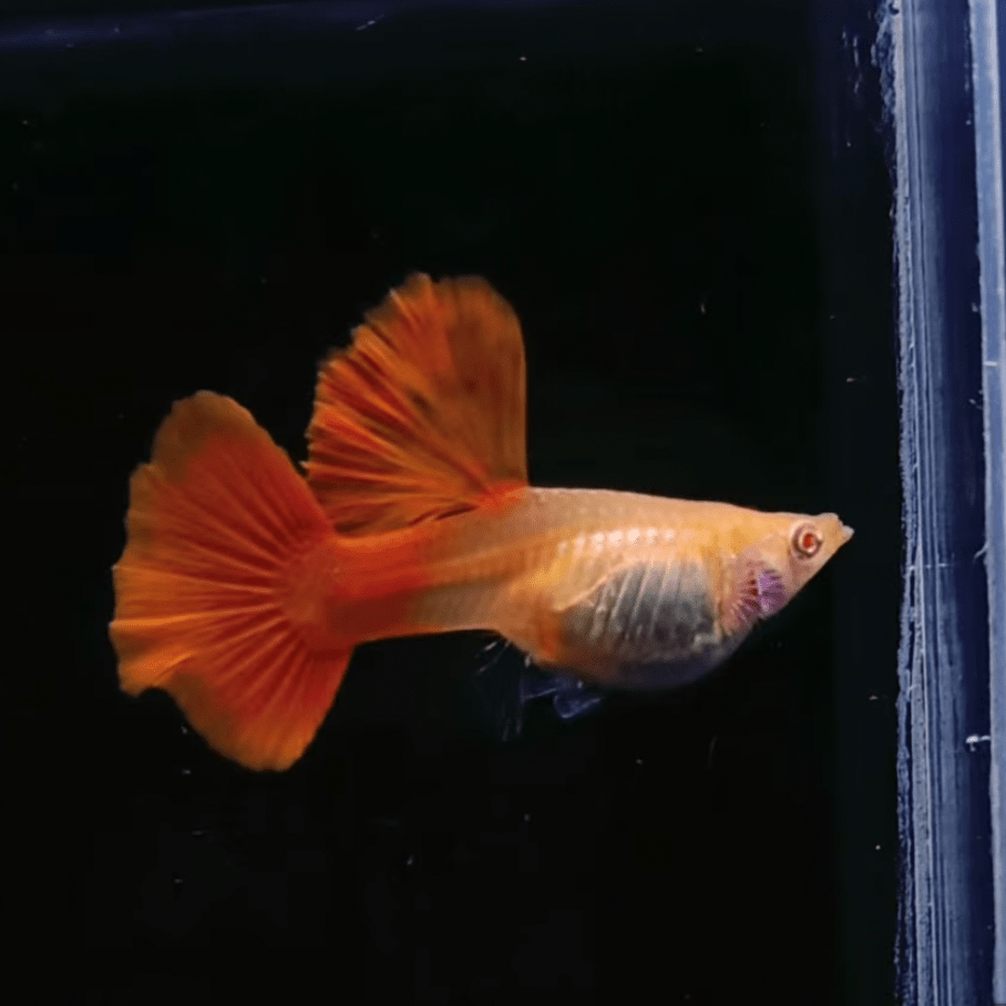 Guppy Fish Super Red BDS