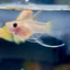 Guppy Yellow Lace Glassbelly Short