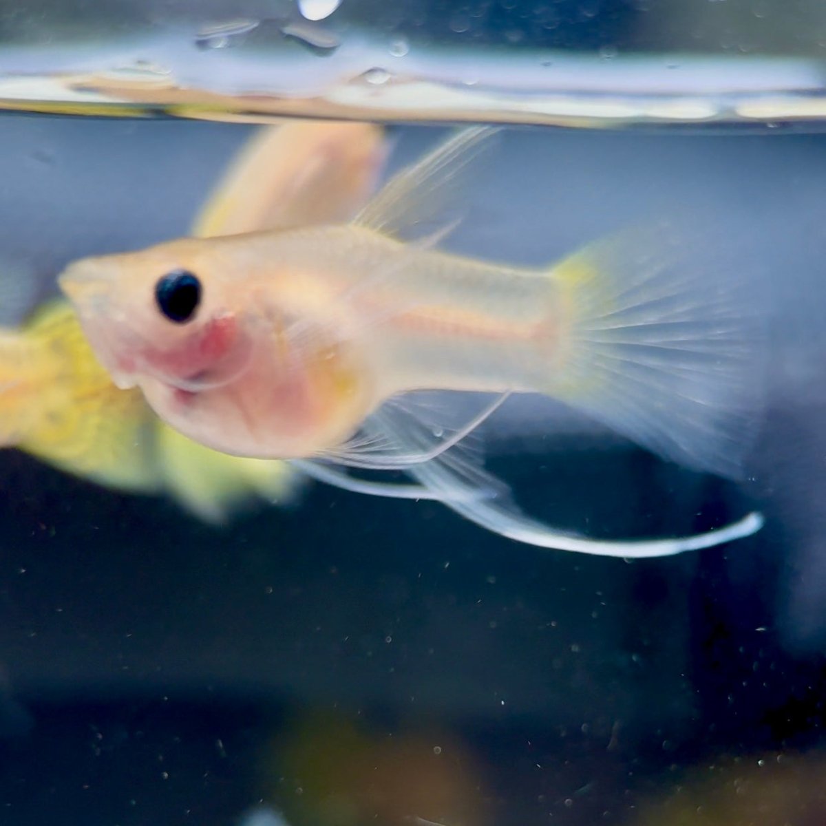 Guppy Fish Yellow Lace Glassbelly Short
