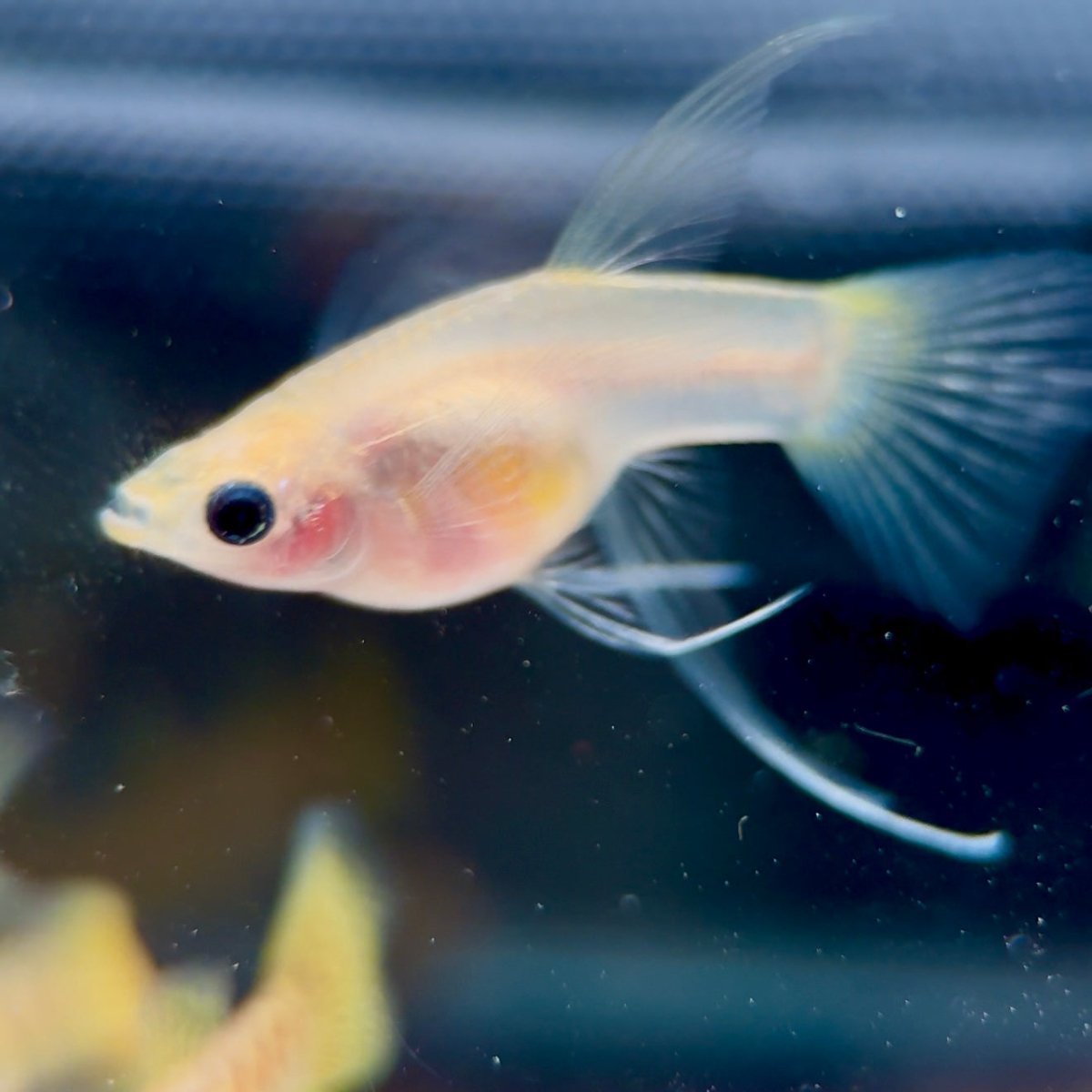 Guppy Fish Yellow Lace Glassbelly Short