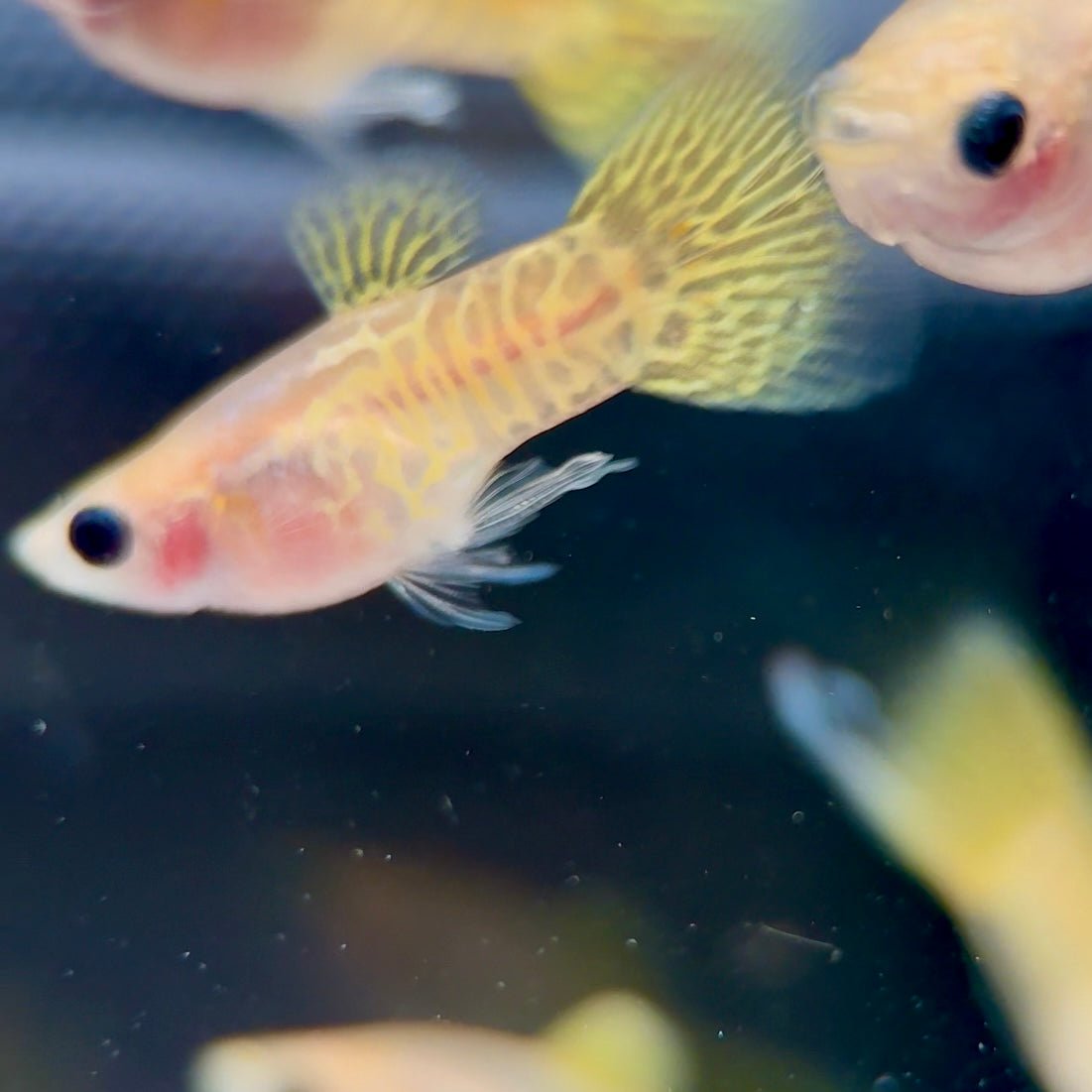 Guppy Fish Yellow Lace Glassbelly Short