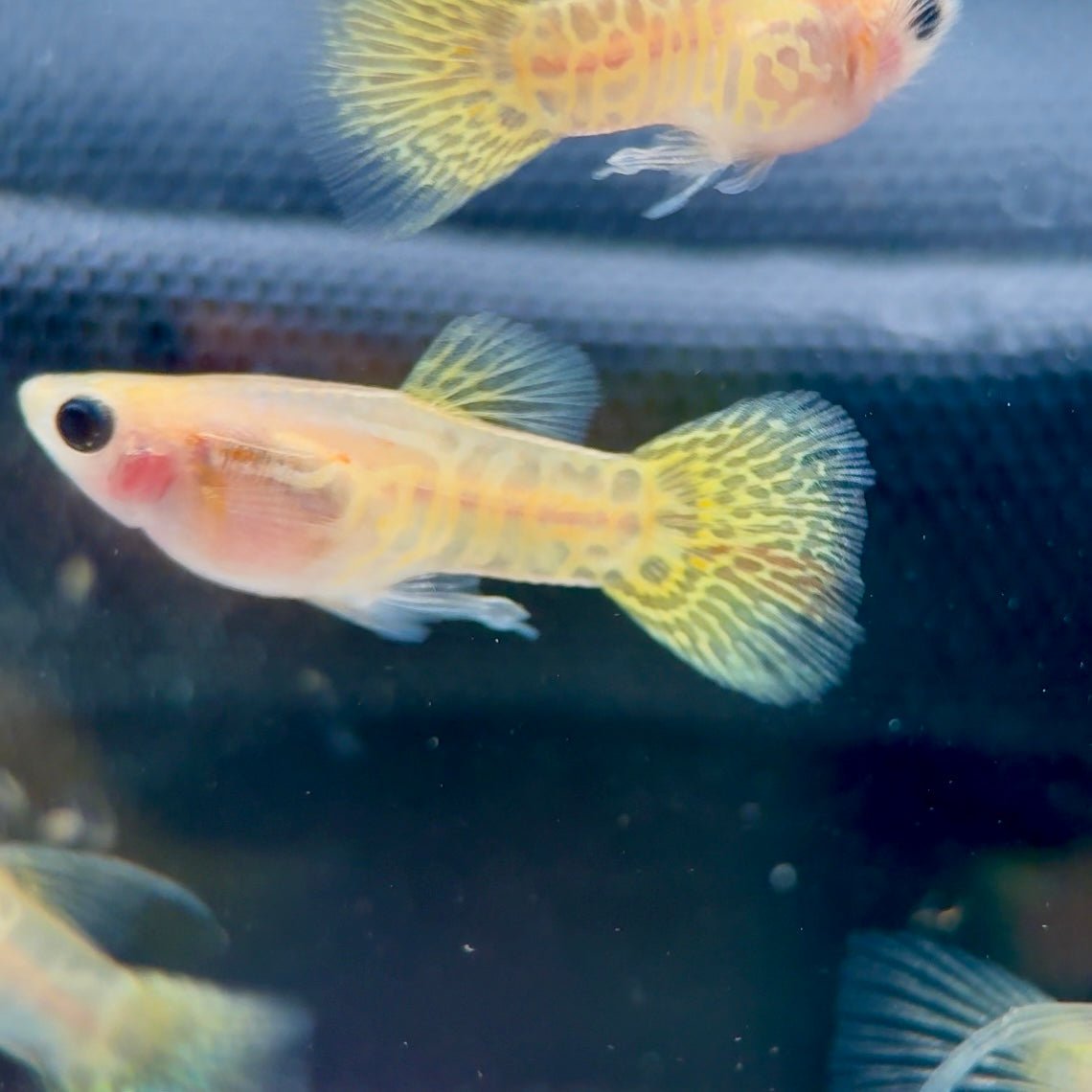 Guppy Fish Yellow Lace Glassbelly Short