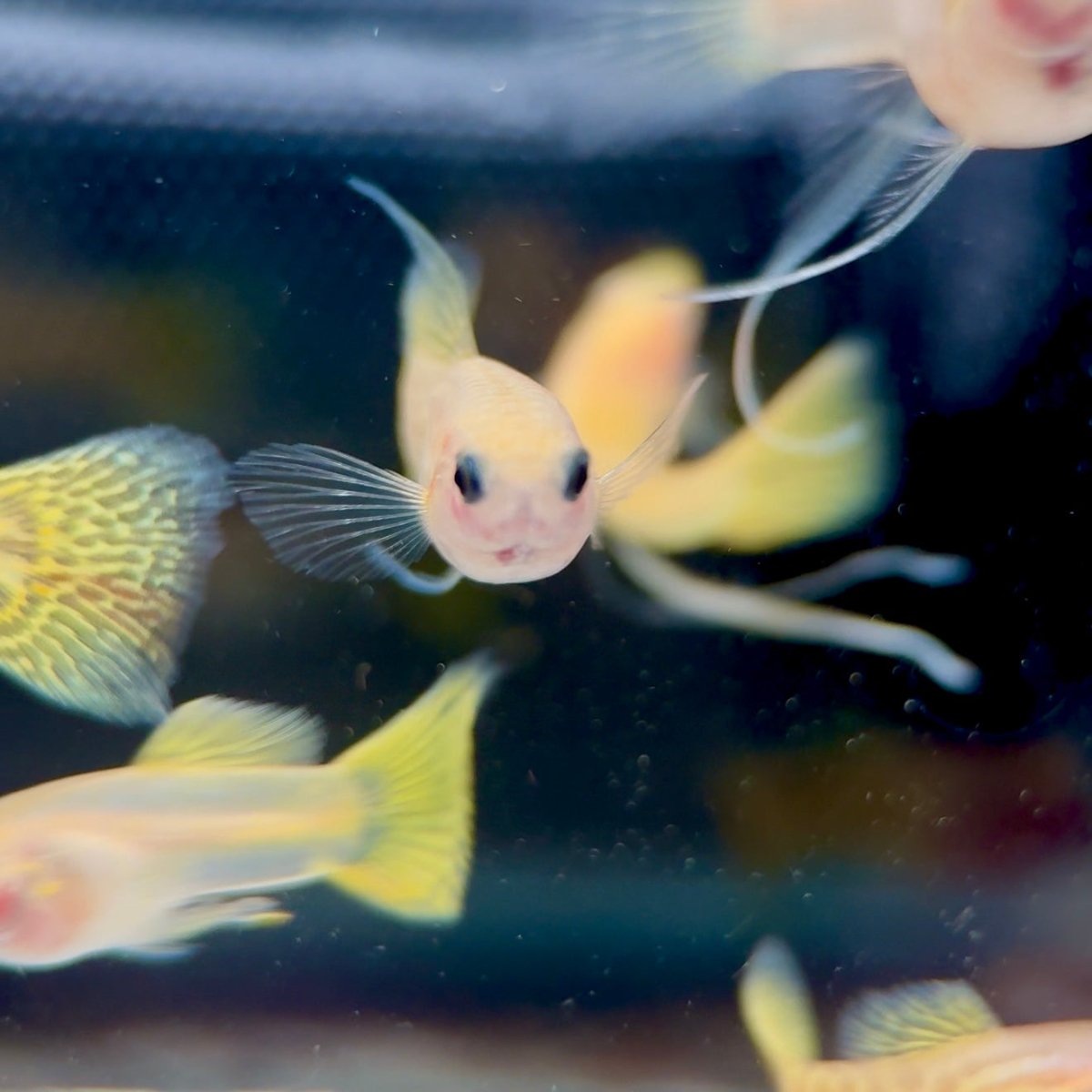 Guppy Fish Yellow Lace Glassbelly Short