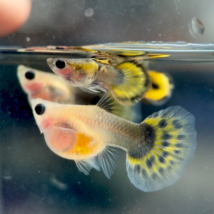 Guppy Fish Yellow Mosaic Glassbelly Short