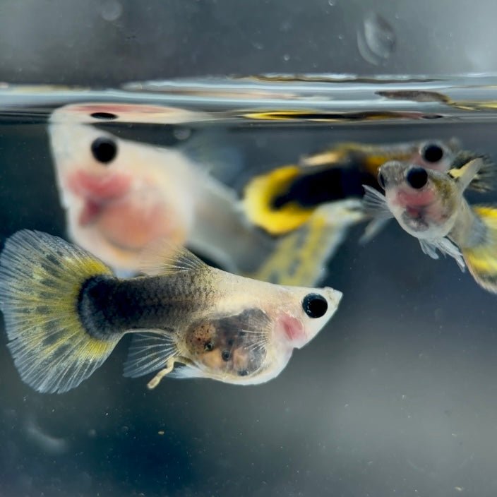 Guppy Fish Yellow Mosaic Glassbelly Short