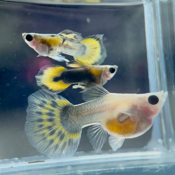 Guppy Fish Yellow Mosaic Glassbelly Short