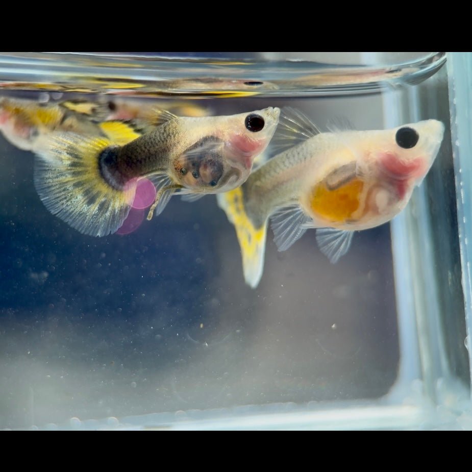 Guppy Fish Yellow Mosaic Glassbelly Short
