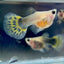 Guppy Yellow Tiger Glassbelly Short