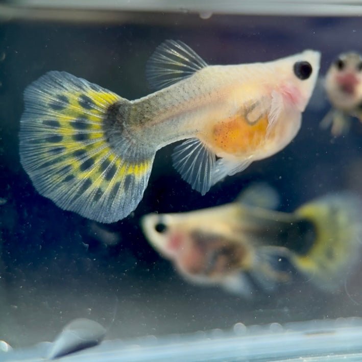 Guppy Fish Yellow Mosaic Glassbelly Short