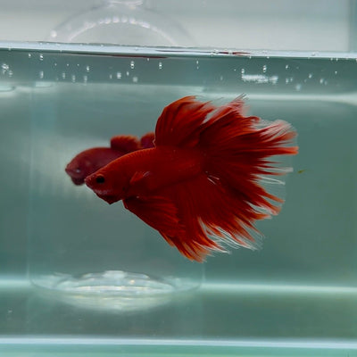 Halfmoon AOC Red Male Betta M18