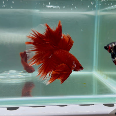 Halfmoon AOC Red Male Betta M18