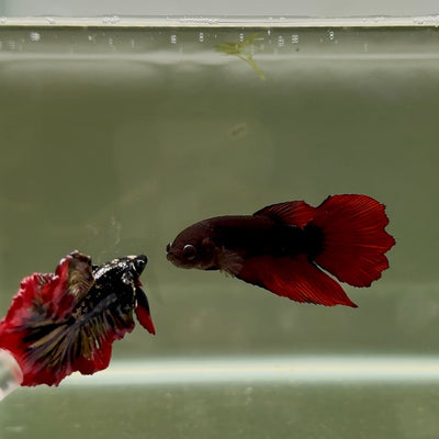 Halfmoon Avatar Black Vampire Female Betta D04