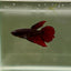 Halfmoon Avatar Black Vampire Female Betta D04