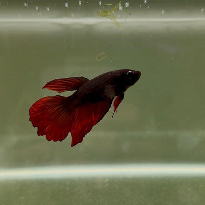 Halfmoon Avatar Black Vampire Female Betta D04