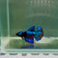 Halfmoon Avatar Female Betta D27