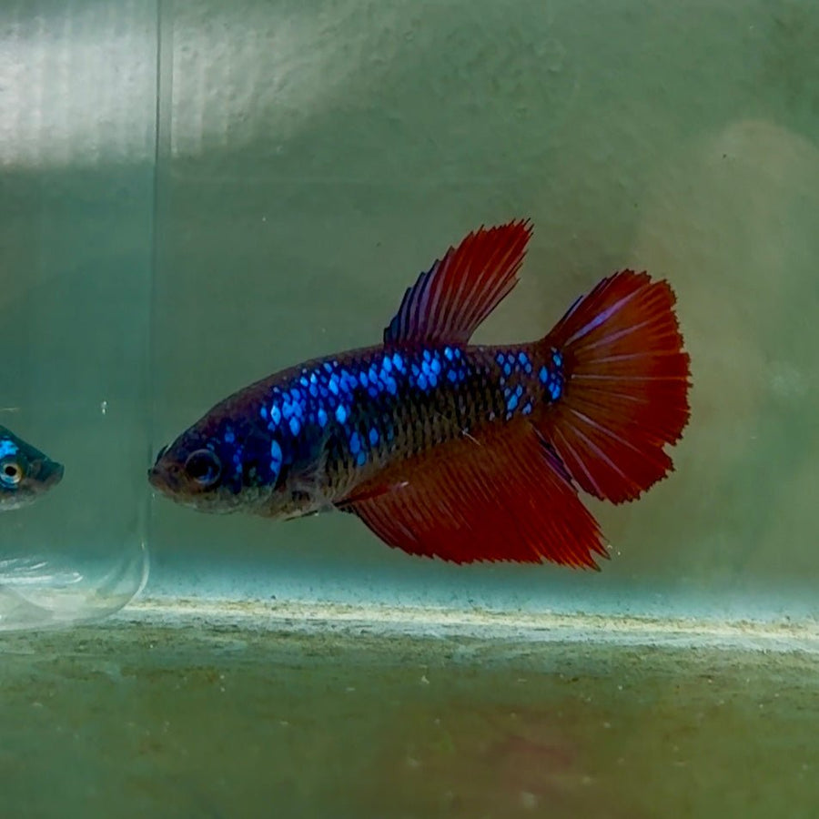 Halfmoon Avatar Female Betta #Oc43 betta