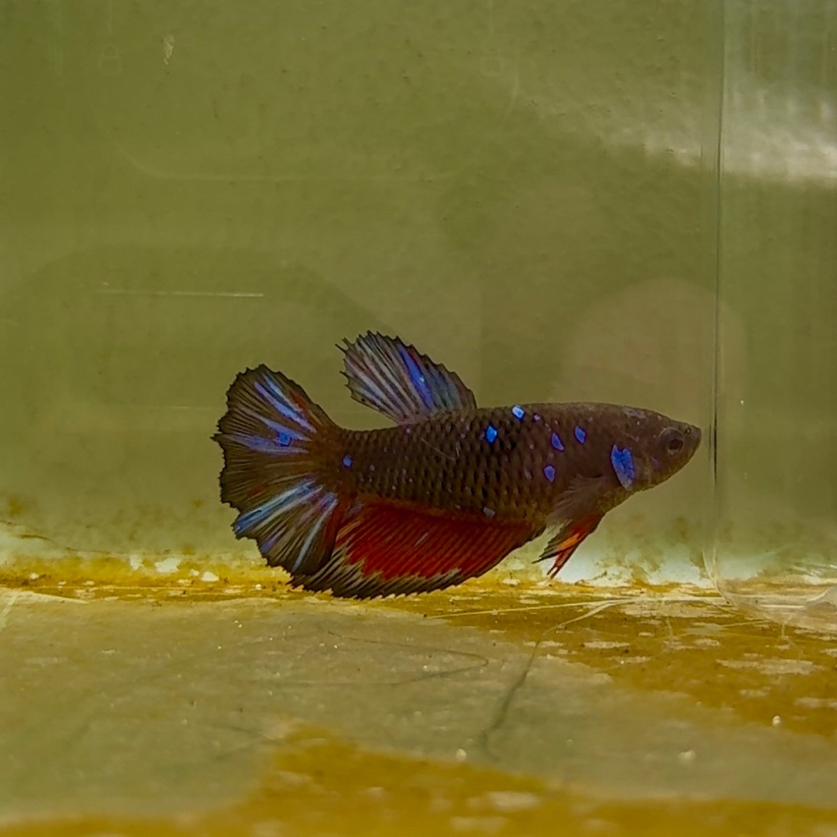 Betta Hembra Koi Multicolor Halfmoon #117