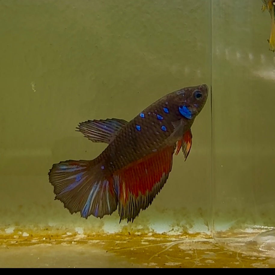Betta Hembra Koi Multicolor Halfmoon #117