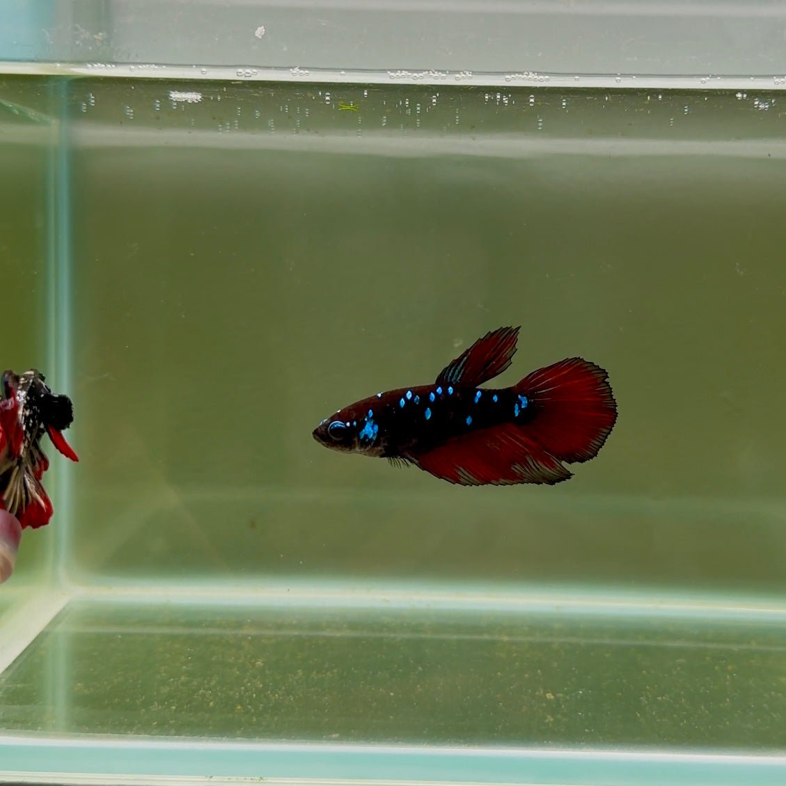 Halfmoon Avatar Galaxy Vampire Female Betta D09