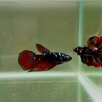 Halfmoon Avatar Galaxy Vampire Female Betta D09