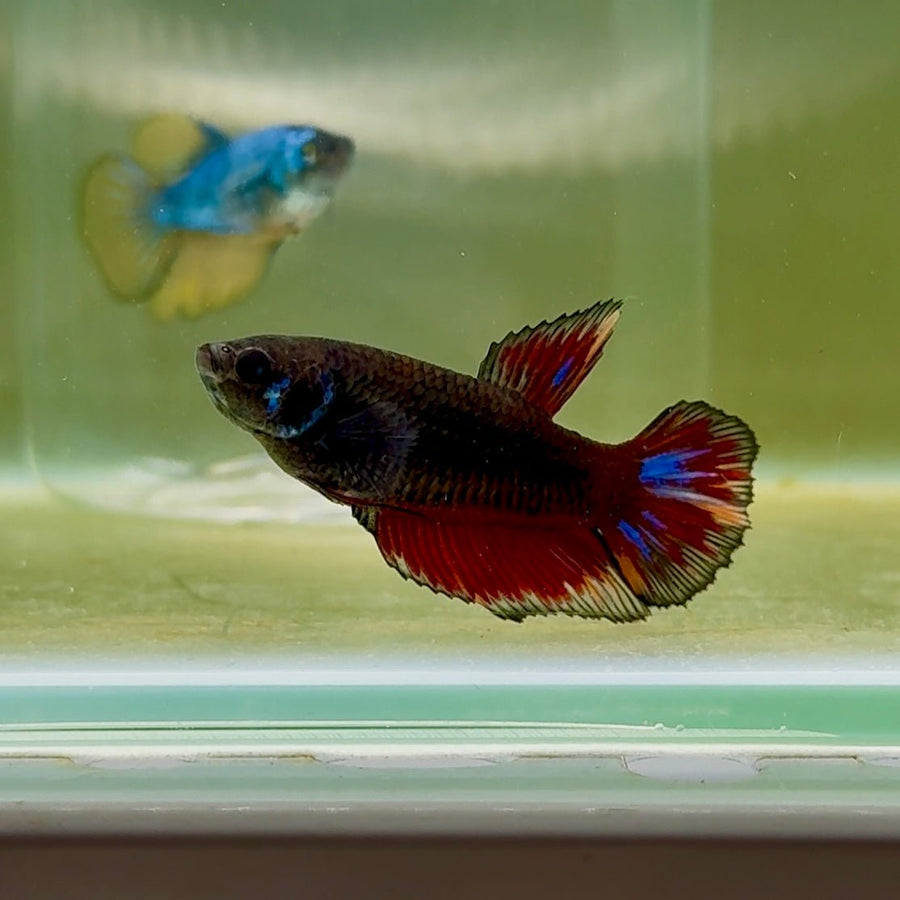 Halfmoon Avatar Nemo Female Betta #Oc50 Female betta