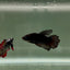 Halfmoon Avatar Super Black Female Betta D14