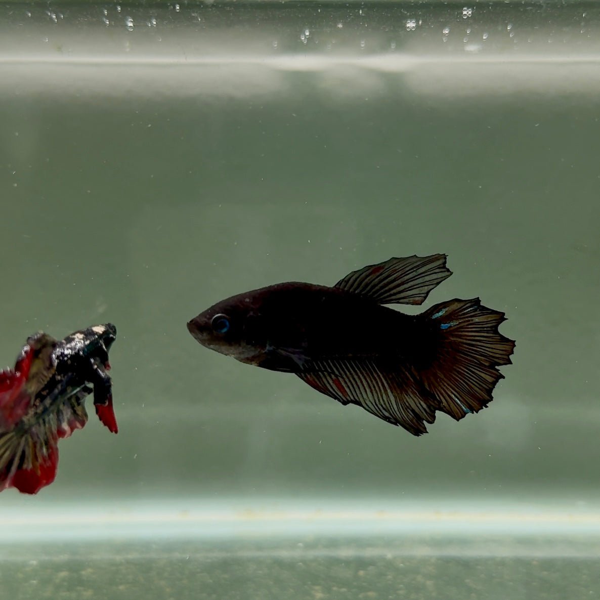 Halfmoon Avatar Super Black Female Betta D14