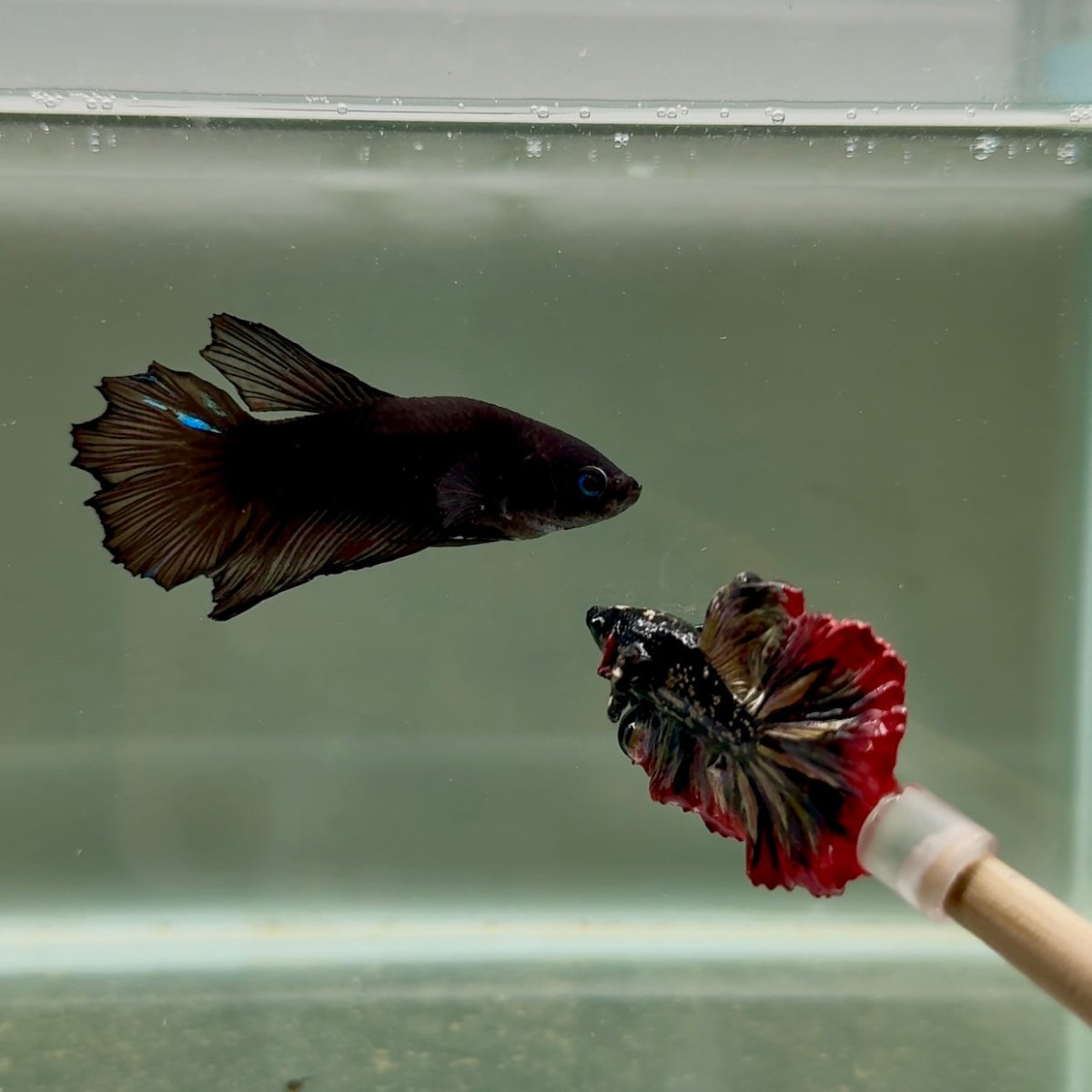 Halfmoon Avatar Super Black Female Betta D14