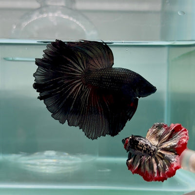 Halfmoon Black Copper Male Betta M10