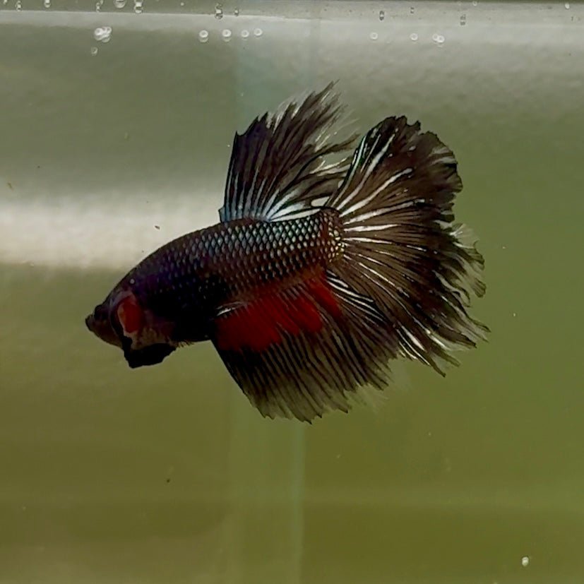 Halfmoon Black Copper Male Betta #Oc13 Live Betta Fish Male betta