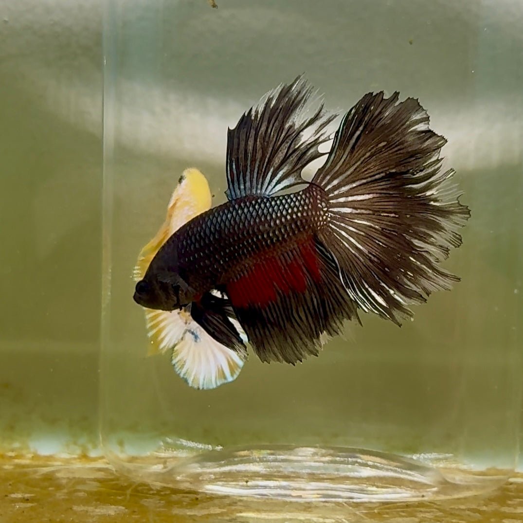 Betta macho Halfmoon Pink Dot #151