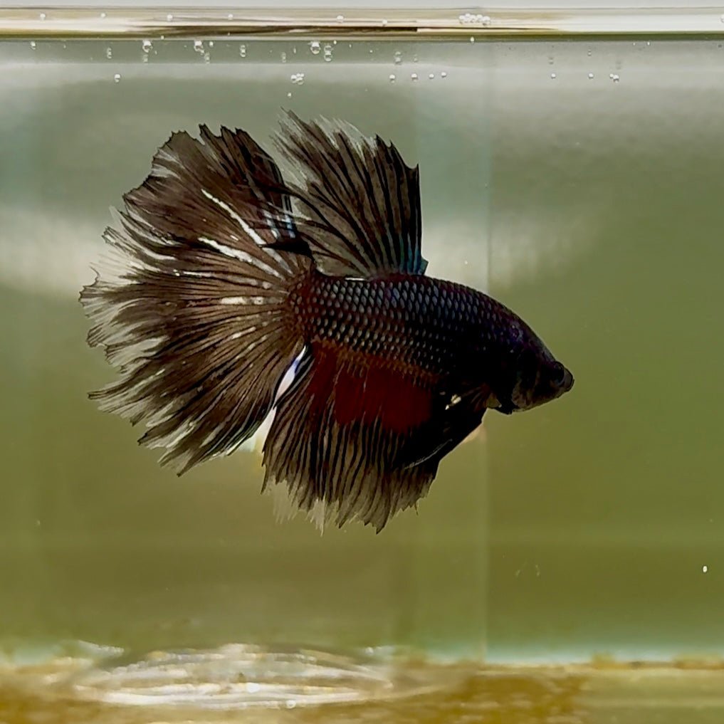 Betta macho Halfmoon Pink Dot #151