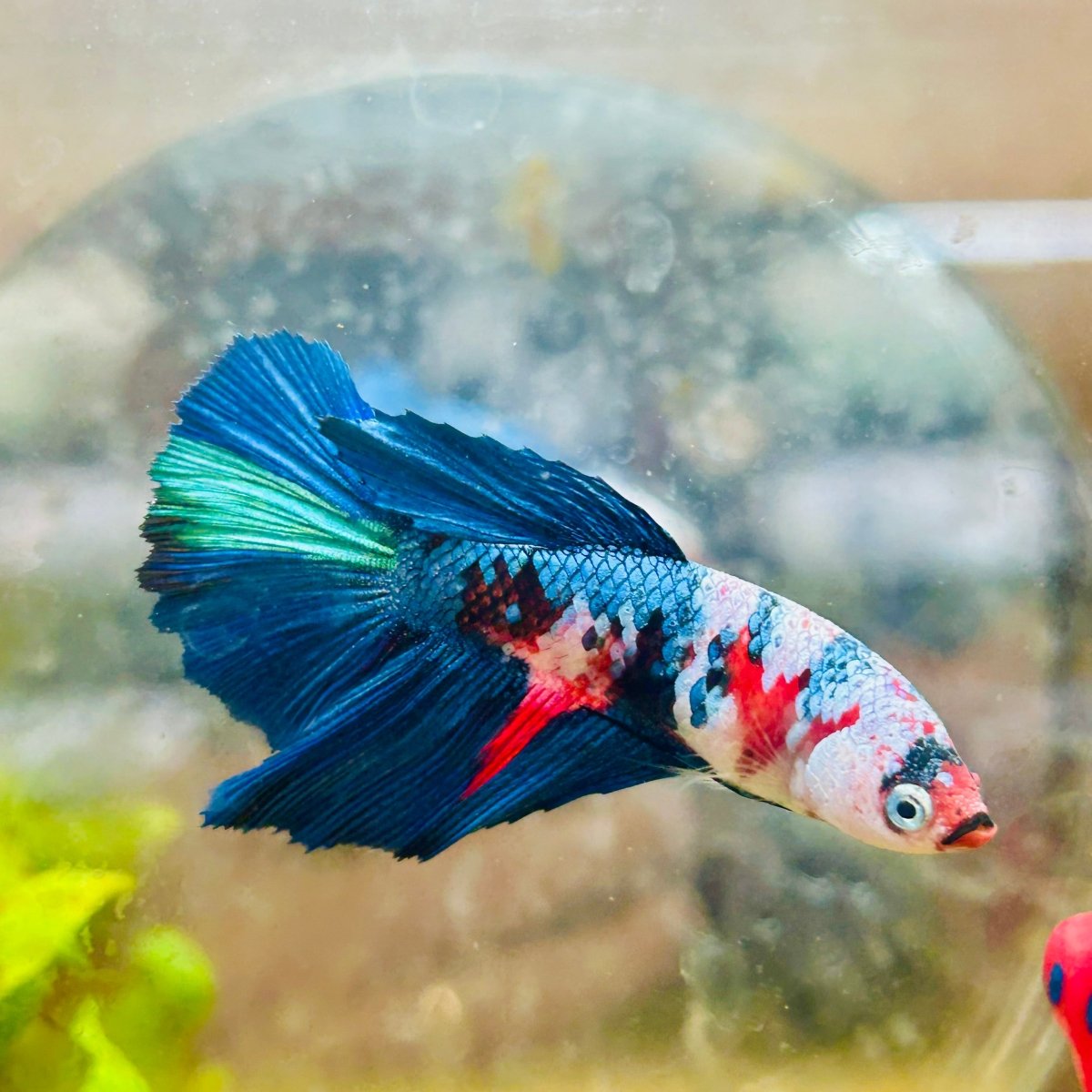 Halfmoon Black Green Eye Female Betta 149 Female betta